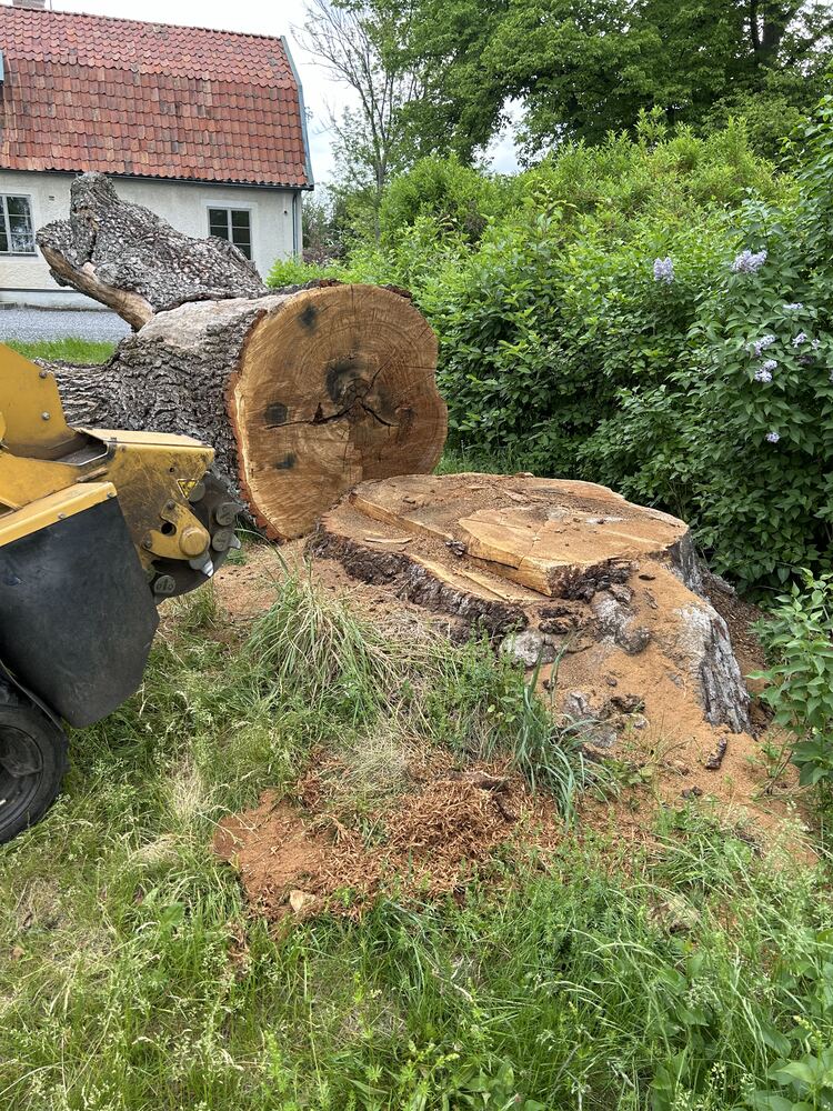 Stubbfräsning projekt 2